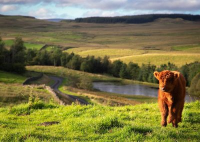 Taken towards the proposed site of Longburn wind farm.